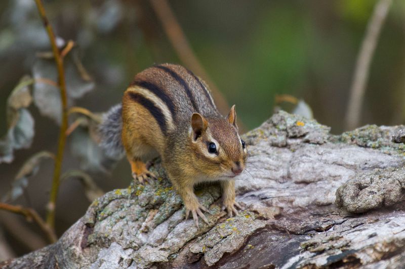 Small Chipmunks, Big Appetite For Seeds
