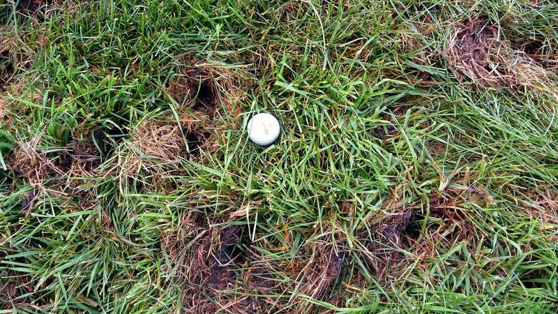 Small, Cone-Shaped Holes Are Their Calling Card