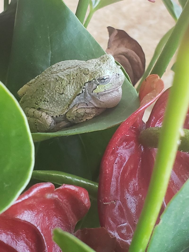 Small Gaps Can Occasionally Let A Frog Wander Indoors Small Gaps Can Occasionally Let A Frog Wander Indoors