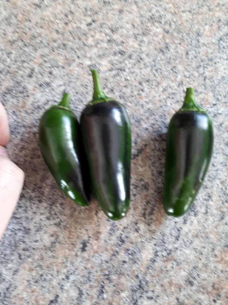 Small Jalapeños Are Still Safe To Eat Small Jalapeños Are Still Safe To Eat