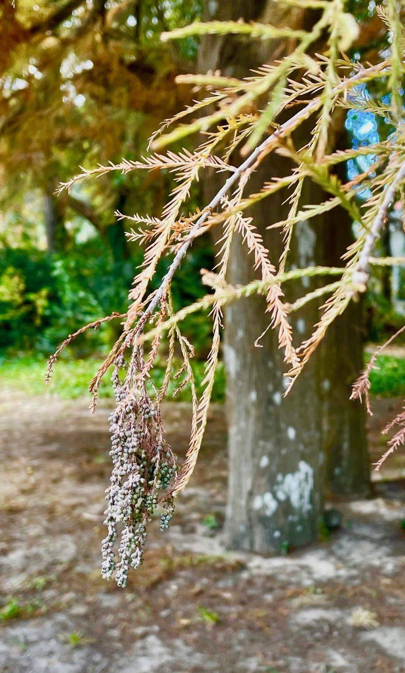Small Leafy Twigs Can Drop Along With The Needles Small Leafy Twigs Can Drop Along With The Needles