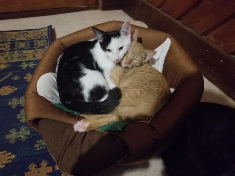 Small Pets Safer Indoors After Dark