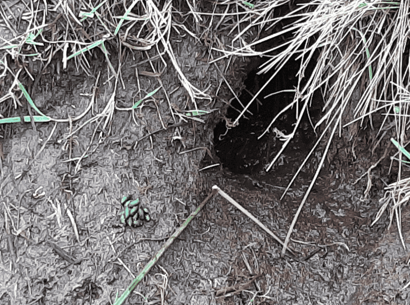 Small Piles Of Droppings Say The Burrow Entrances Are Active