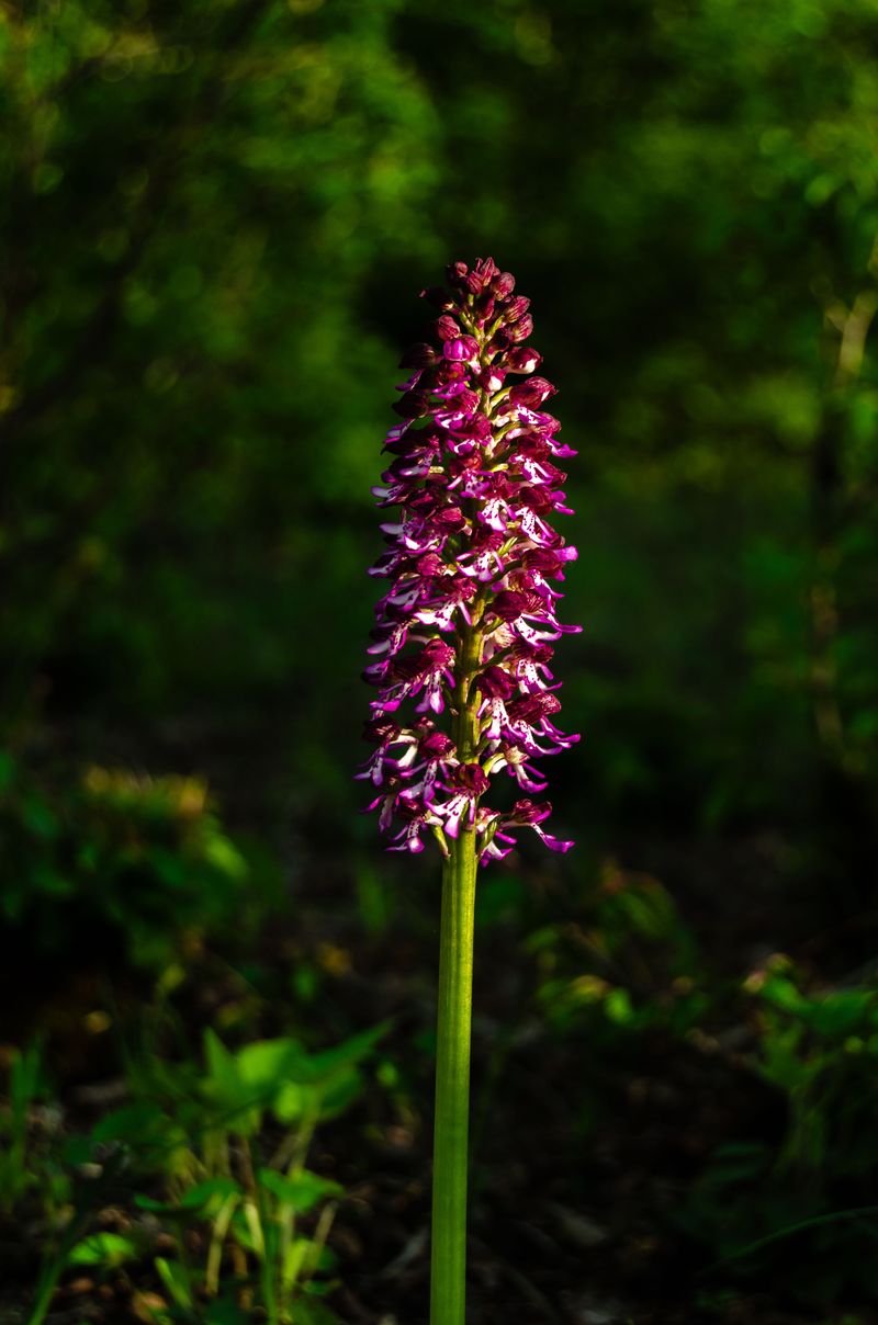 Small Purple Fringed And Yellow Fringed Orchids Small Purple Fringed And Yellow Fringed Orchids