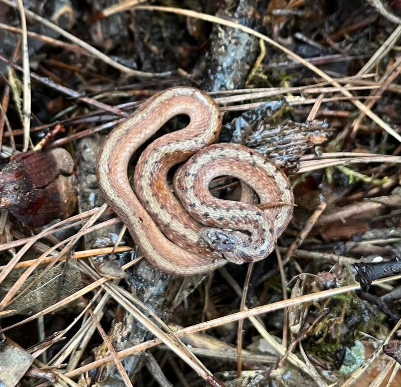 Small Snakes Under Leaf Piles Are Often Harmless Garden Helpers