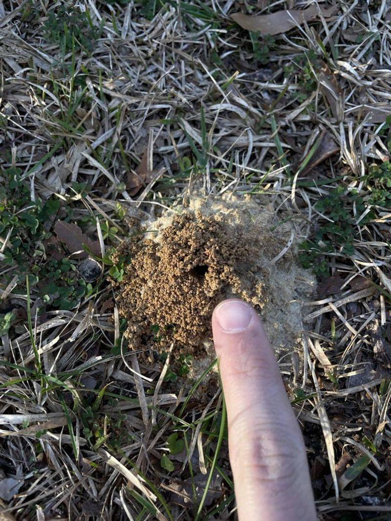 Small Soil Volcanoes Point To Bees Or Ants