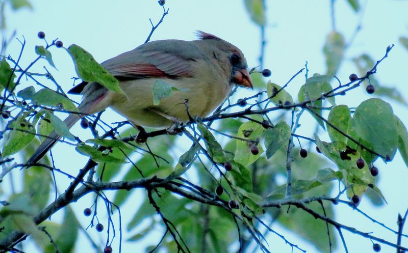 Small Sugarberry Fruits Provide Food For Birds Into Winter