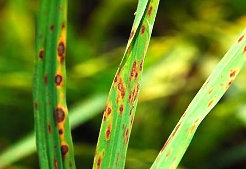 Small Tan Spots With Dark Rims Suggest Leaf Spot Small Tan Spots With Dark Rims Suggest Leaf Spot