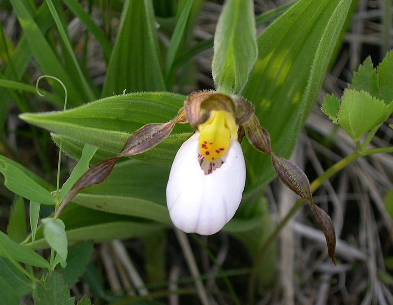 Small White Lady’s-Slipper Small White Lady’s-Slipper