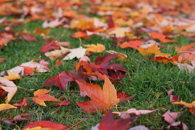 Small Wildlife Shelters In The Leaf Layer