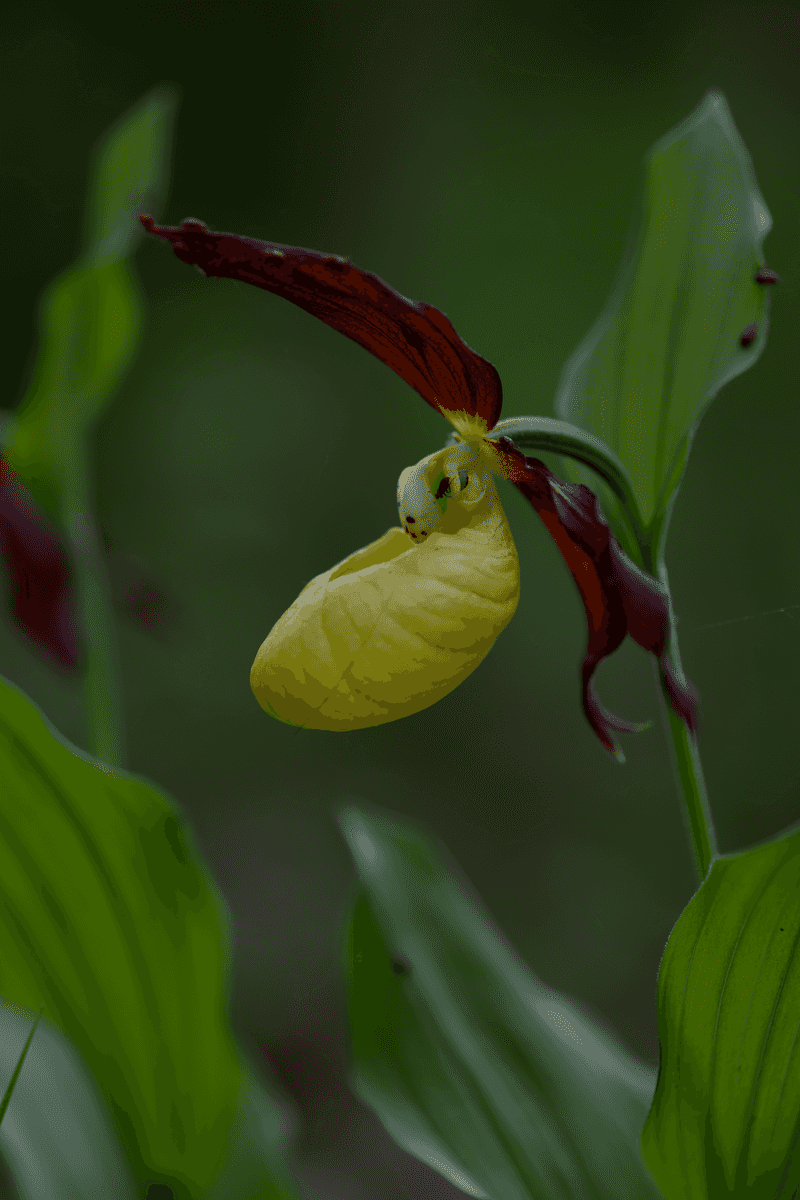 Small Yellow Lady’s-Slipper Small Yellow Lady’s-Slipper