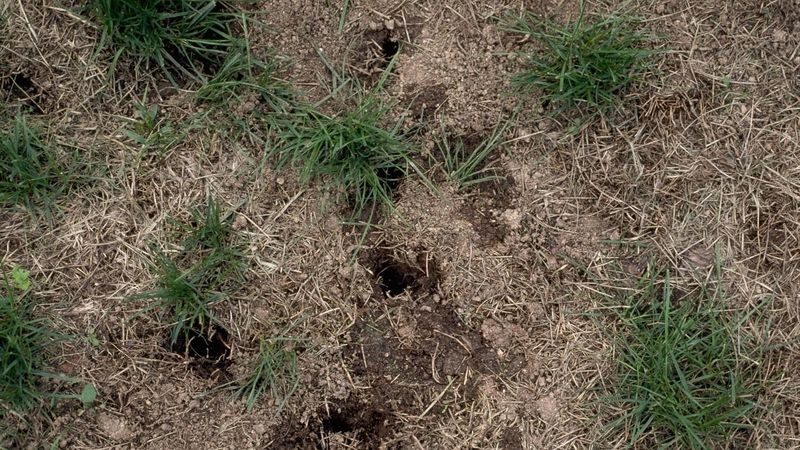 Small, shallow pits can fit skunk foraging