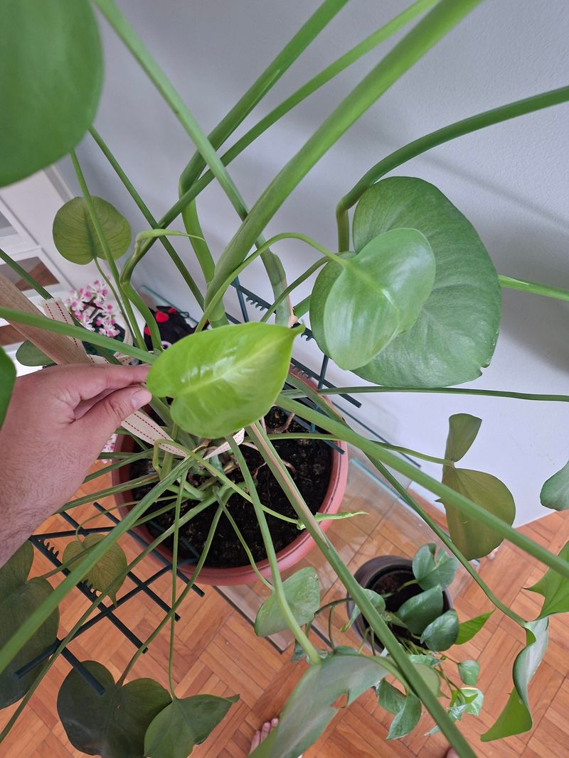 Smaller Leaves Can Signal Insufficient Light Smaller Leaves Can Signal Insufficient Light