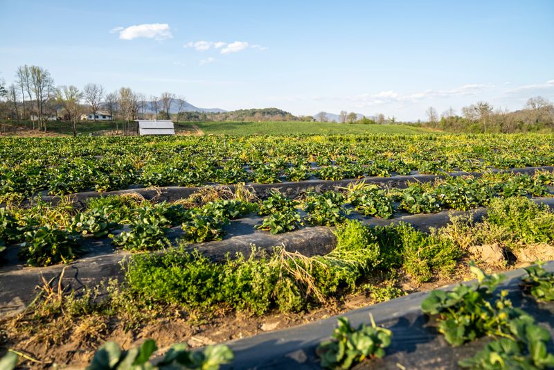 Smart Changes Now Can Protect Next Year's Garden