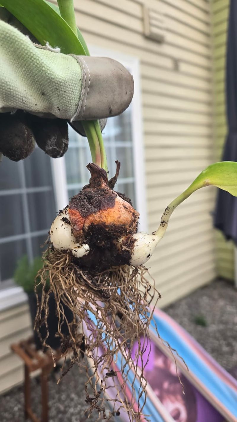 Smart Fixes For Late Or Leftover Bulbs Smart Fixes For Late Or Leftover Bulbs