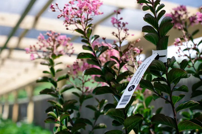 Smart Habits For Healthier Trees Next Year Smart Habits For Healthier Trees Next Year