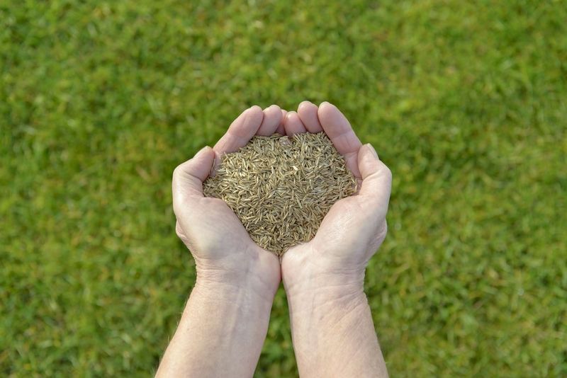 Smart Homeowners Overseed In Early Fall