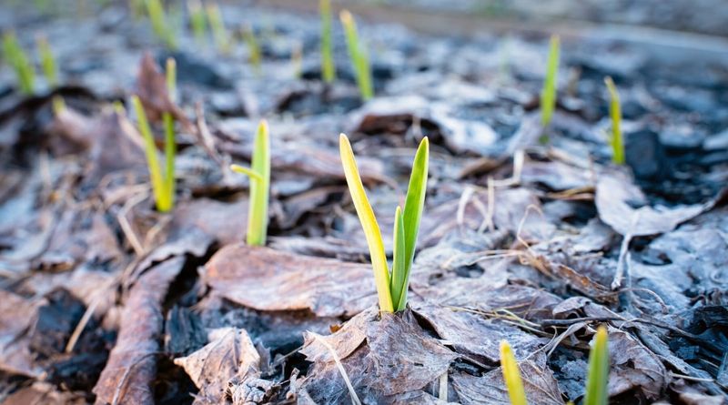 Smart Mulching Moves For Flower Beds