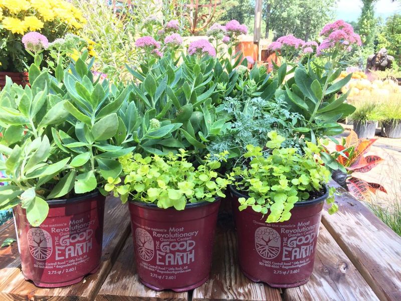 Smart Planting Steps In October Smart Planting Steps In October