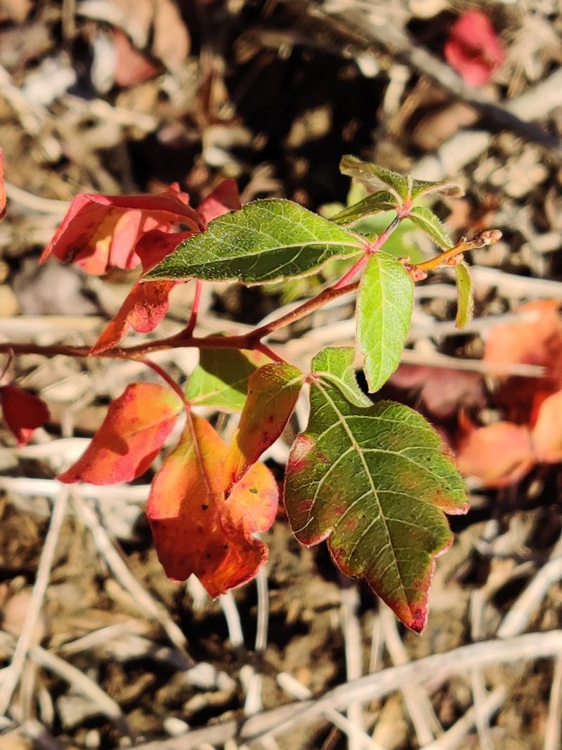 Smart Prevention For Fall Yard Work Smart Prevention For Fall Yard Work