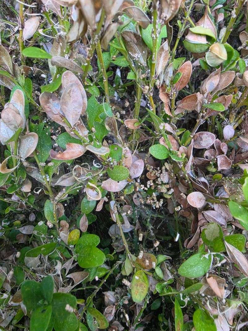 Smart Prevention For Future Seasons Smart Prevention For Future Seasons