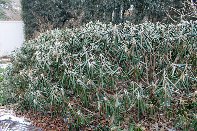 Smart Site Choices For Calmer Winter Leaves Smart Site Choices For Calmer Winter Leaves