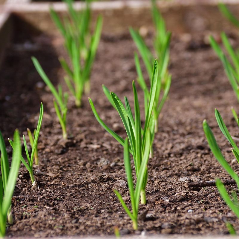 Smart Soil, Proper Depth, And A Cozy Mulch Blanket