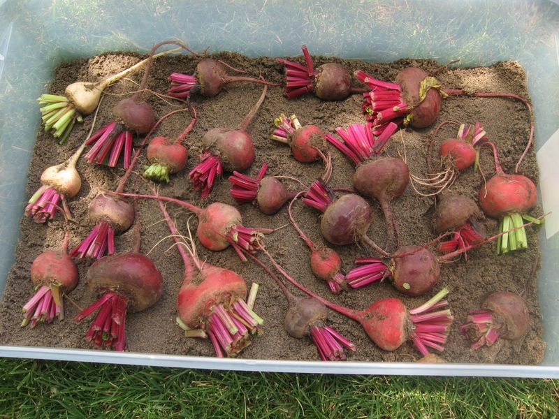 Smart Storage Keeps Your Fall Crop Tender For Months