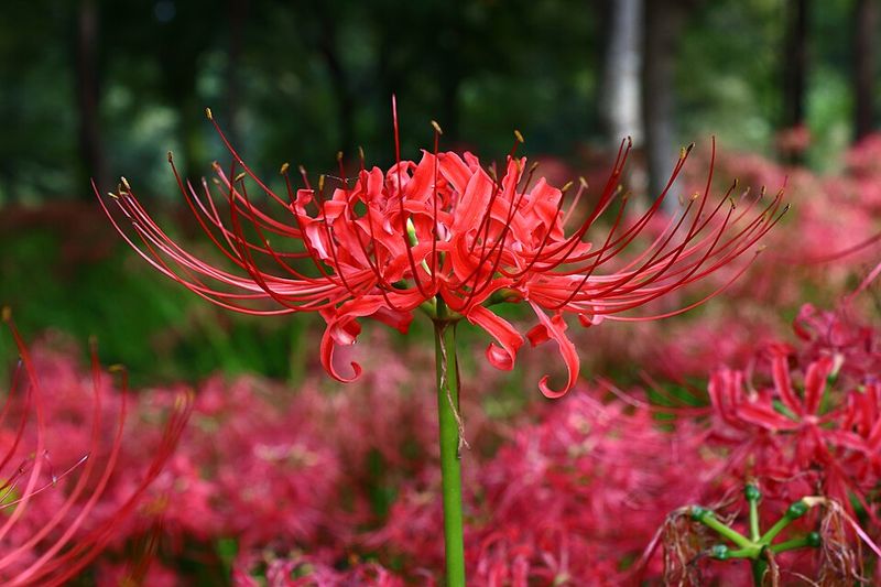 Smart Summer Division Keeps Crowded Clumps Blooming