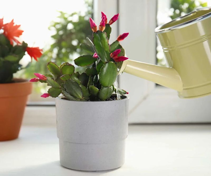 Smart Watering Changes For California Christmas Cactus In Fall