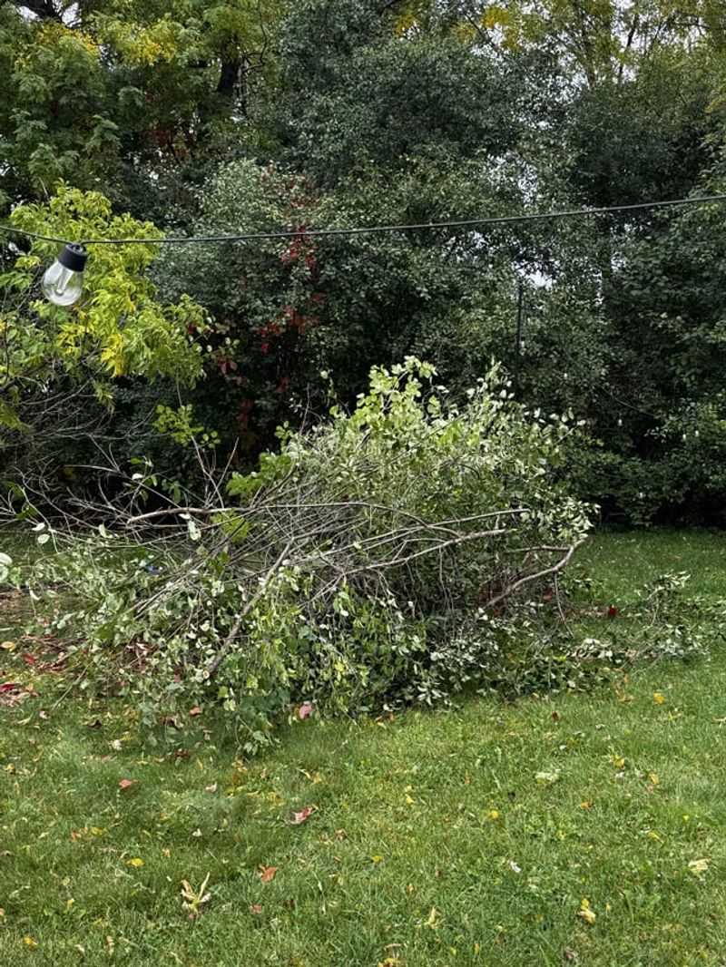 Smart Ways To Remove Buckthorn