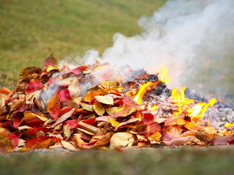 Smoke can carry urushiol into the lungs Smoke can carry urushiol into the lungs