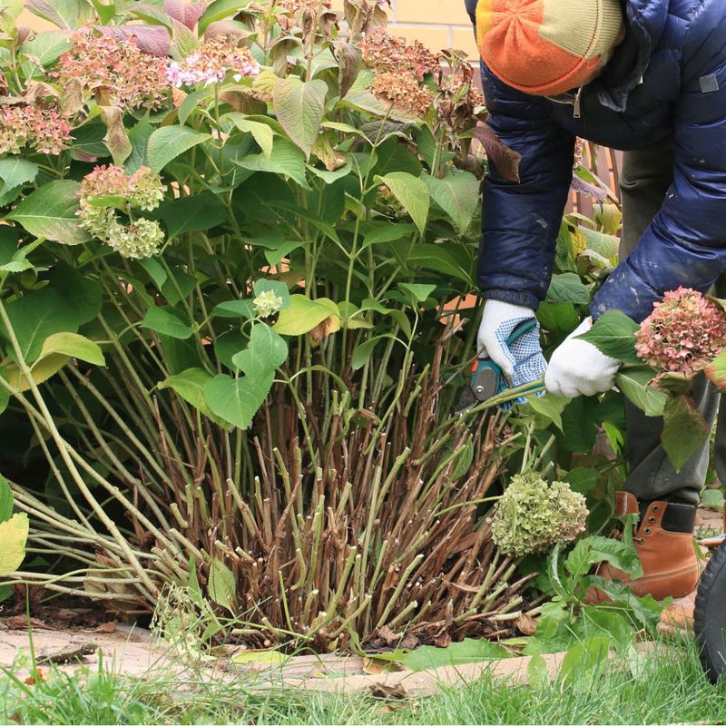 Smooth Hydrangeas Can Be Cut Back In Late Fall Smooth Hydrangeas Can Be Cut Back In Late Fall