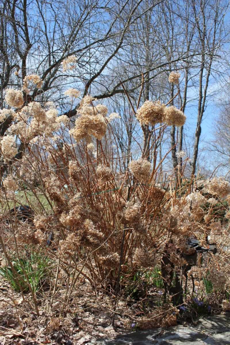Smooth Hydrangeas Can Handle Fall Pruning