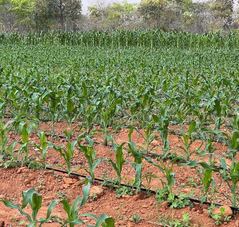 Smut Spores Can Survive In Soil For Years