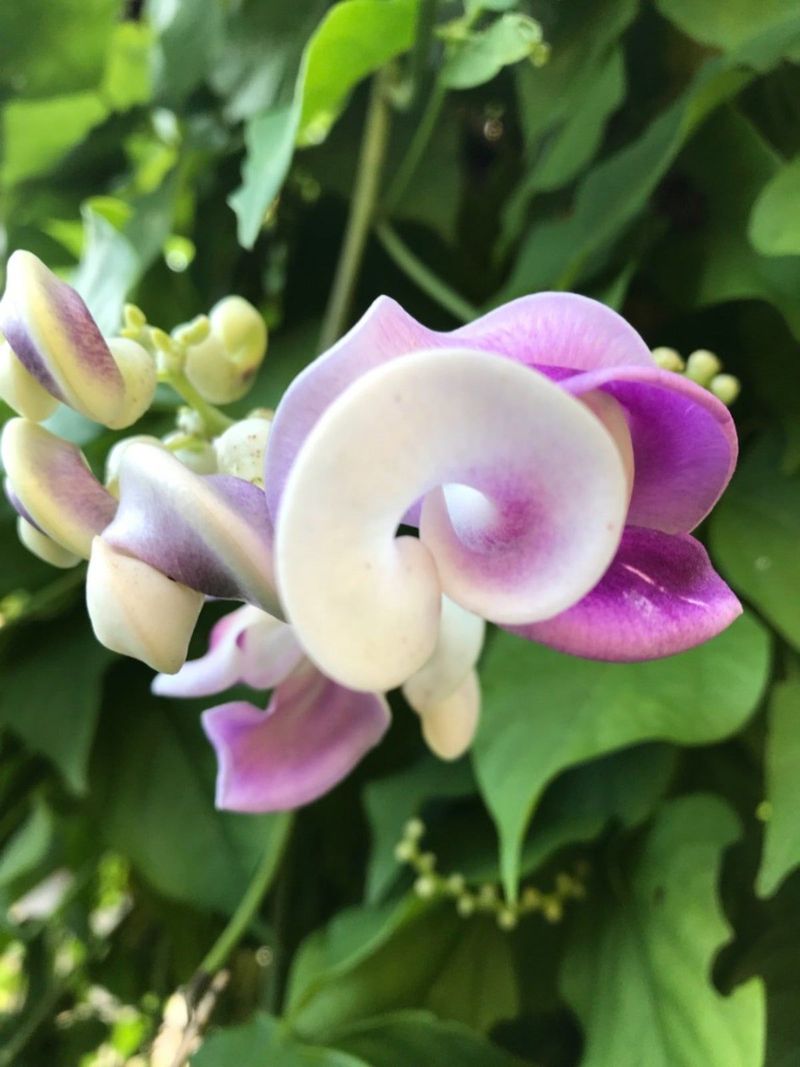 Snail Vine Snail Vine