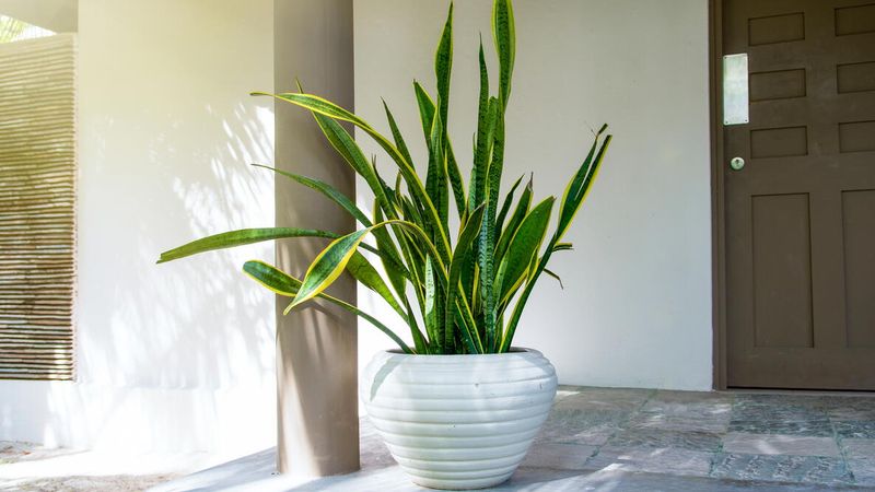 Snake Plant Snake Plant