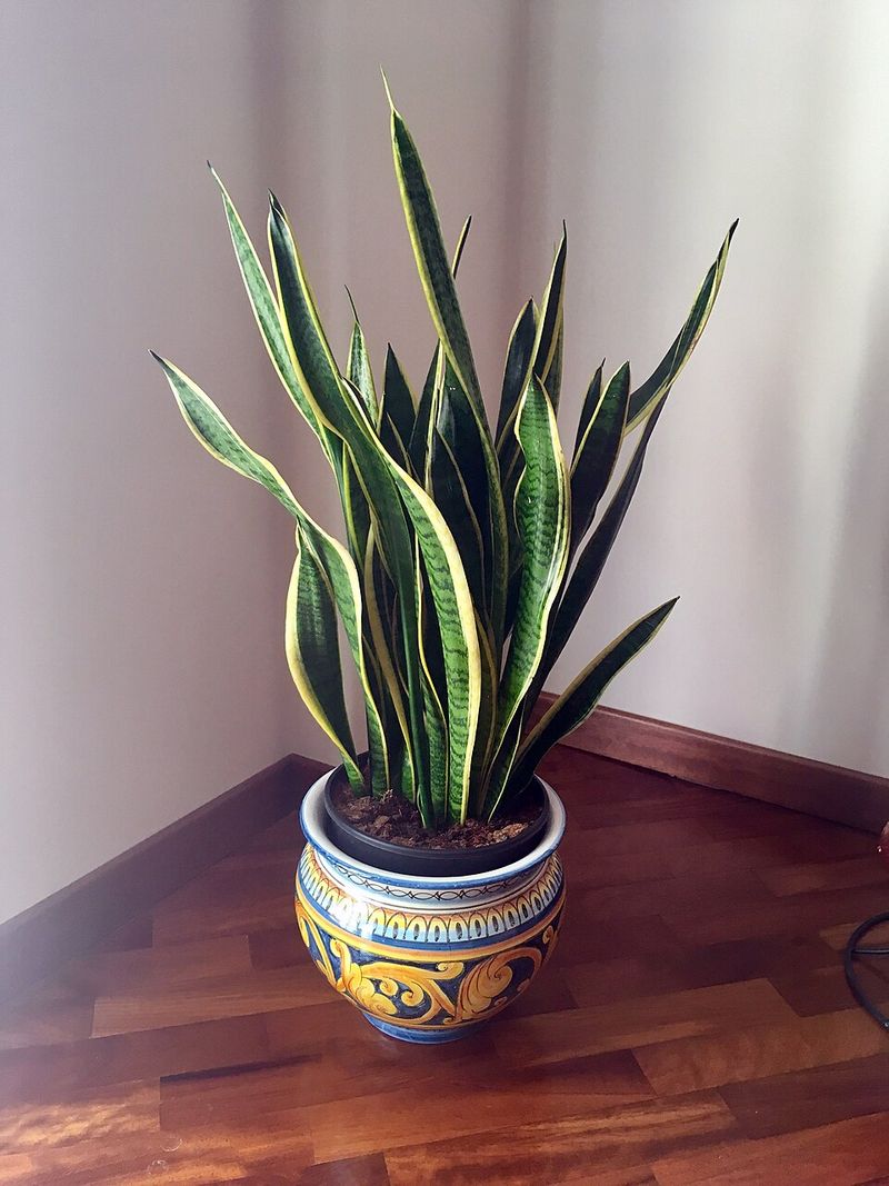 Snake Plant Snake Plant