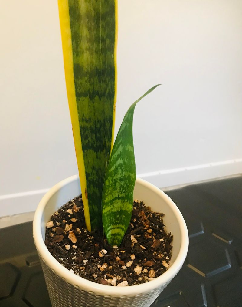 Snake Plant Leaves Can Be Cut Into New Plants Snake Plant Leaves Can Be Cut Into New Plants
