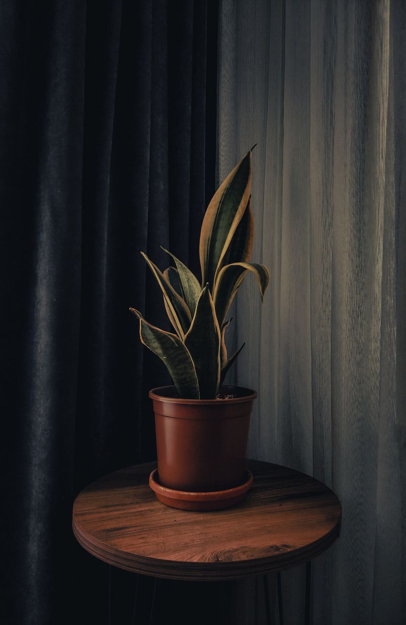 Snake Plant Stands Tall In The Dimmest Corners