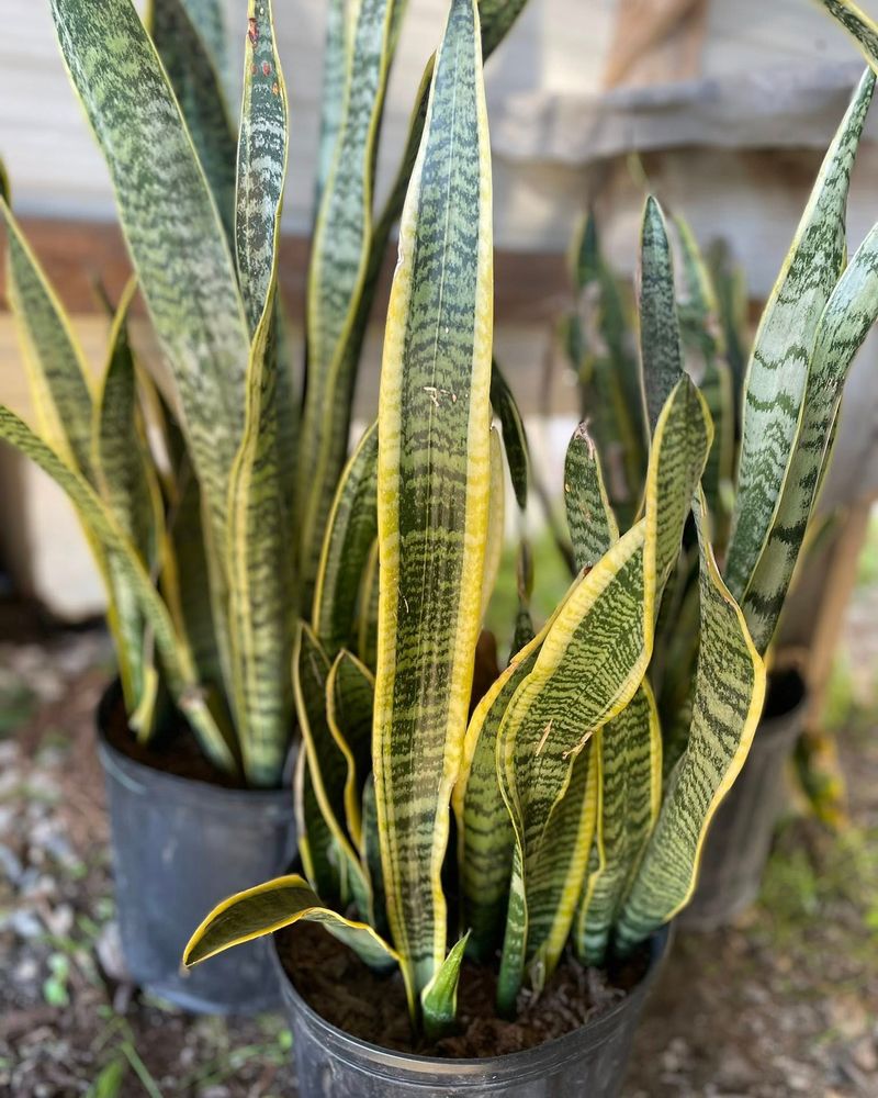 Snake Plant Snake Plant