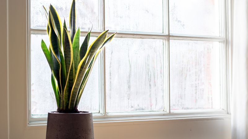 Snake Plants Are Tougher Than They Look, But Not Cold-Proof
