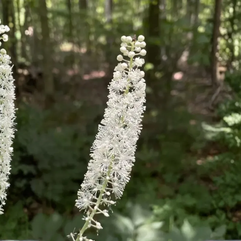Snakeroot Was Once Thought To Treat Bites