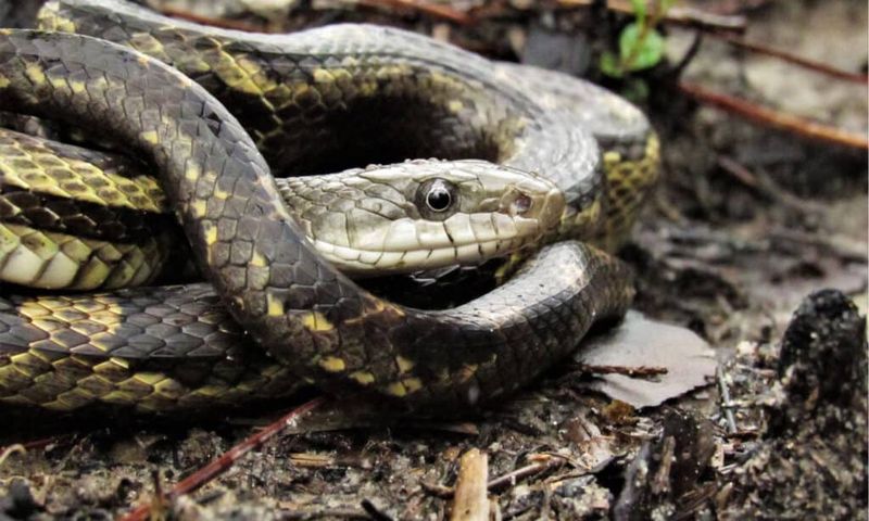 Snakes Aren't Among The Pests Mothballs Are Approved To Control