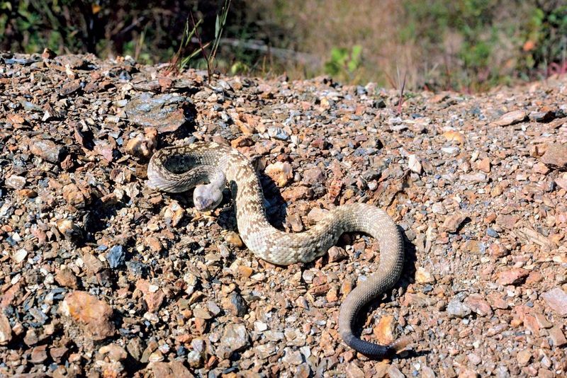 Snakes Bulk Up Before Cooler Weather Snakes Bulk Up Before Cooler Weather