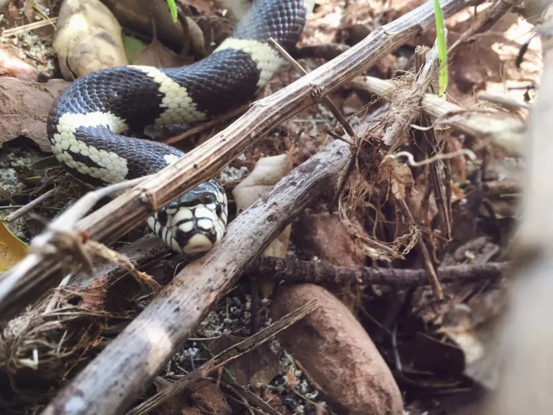 Snakes Follow Food, Not Specific Plants