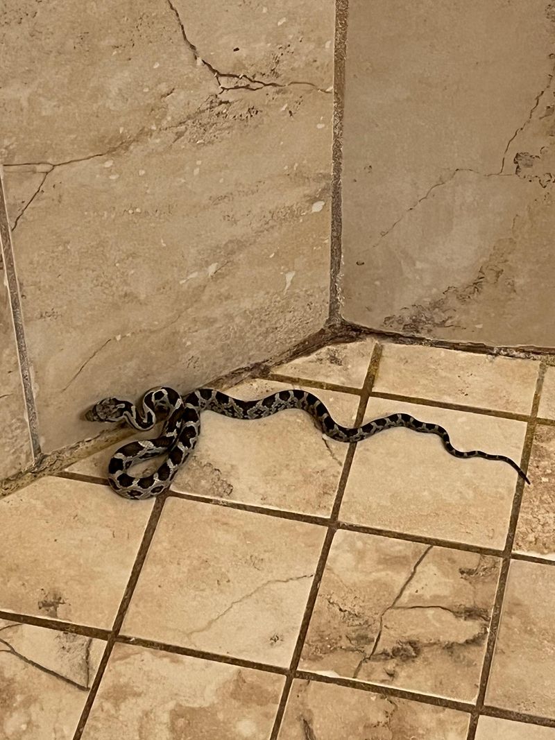 Snakes May Return To The Same Basement Year After Year Snakes May Return To The Same Basement Year After Year