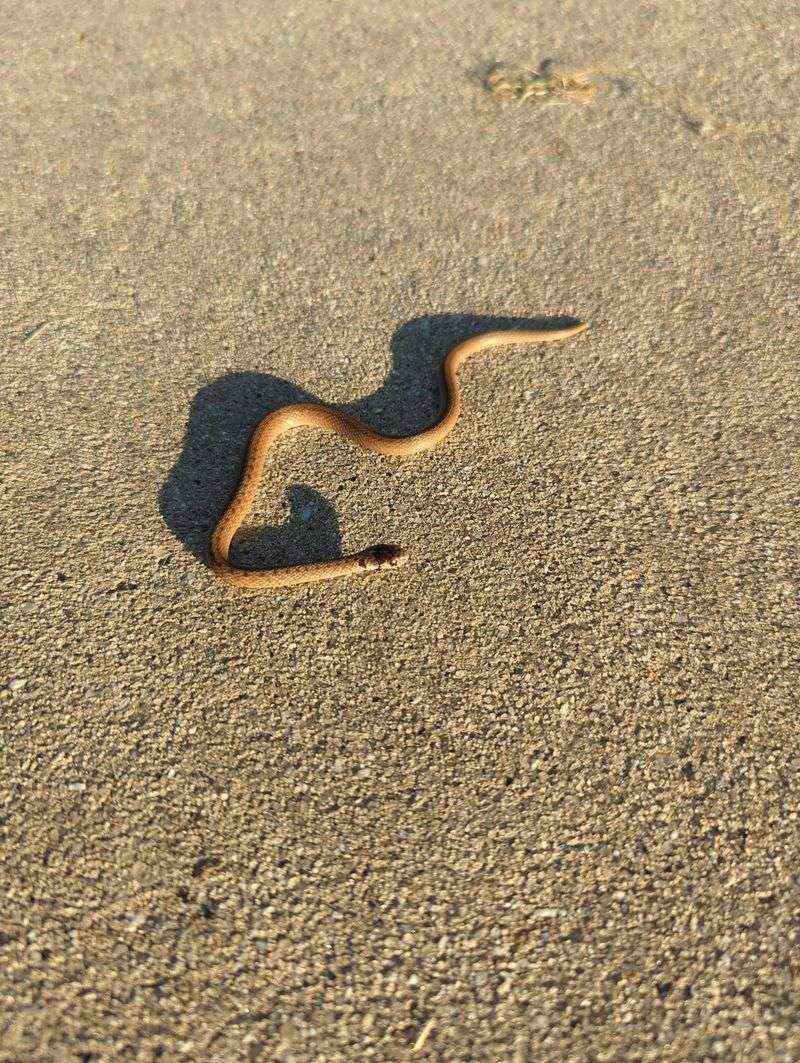 Snakes Rely On Their Surroundings For Heat