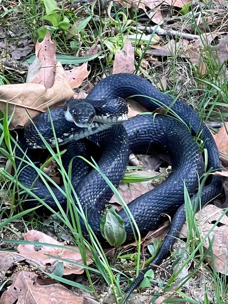 Snakes Sunning In The Yard
