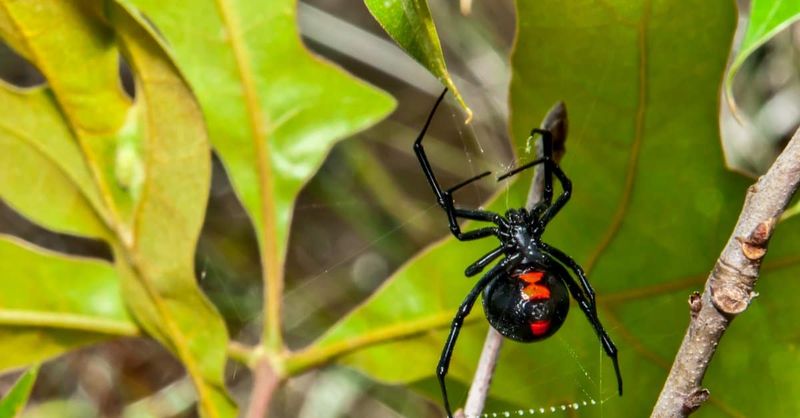 Snap A Photo Of The Spider If It's Safe